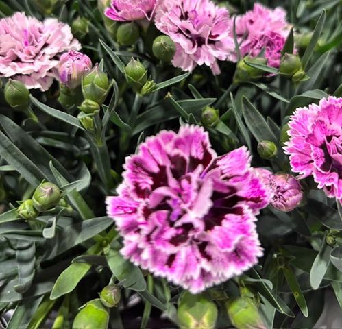 DIANTHUS SISSY TROUPER K:12CM x6