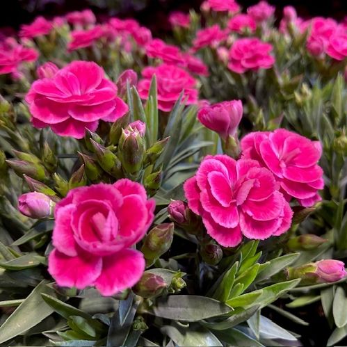 DIANTHUS PEMAN LILA K:12CM x10