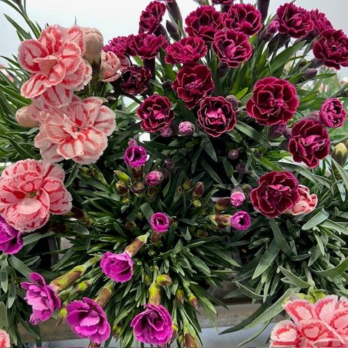 DIANTHUS MIX K:10CM x15