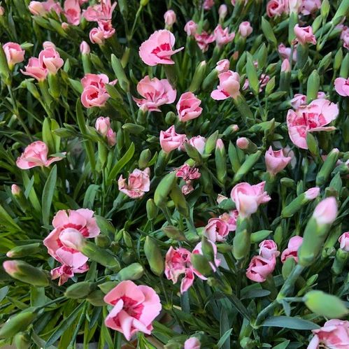 DIANTHUS PEACH PARTY K:12CM x10