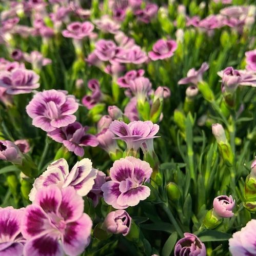 DIANTHUS PINK KISSES K:12CM x10