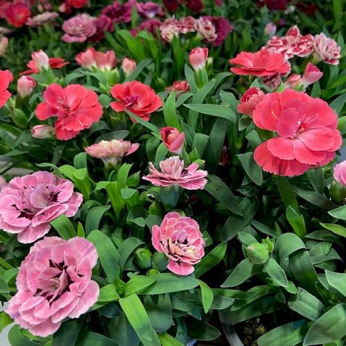 DIANTHUS OSCAR MIX K:11CM DK x14