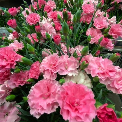 DIANTHUS I LOVE U K:10,5CM x12