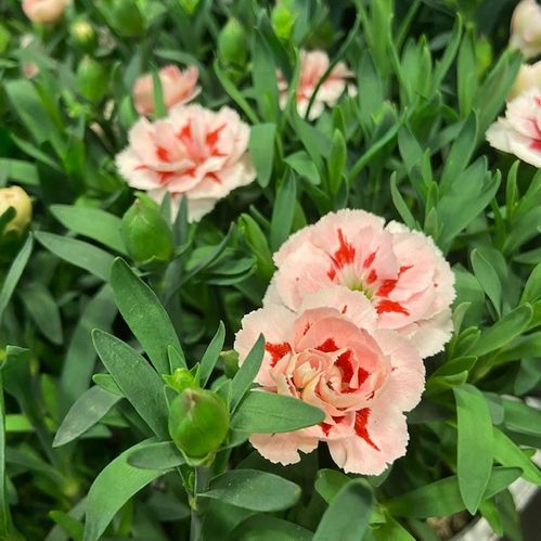 DIANTHUS OSCAR RÖD-VIT K:10,5CM x12