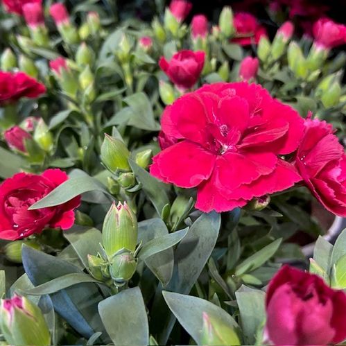 DIANTHUS OSCAR MÖRKRÖD K:10CM x15