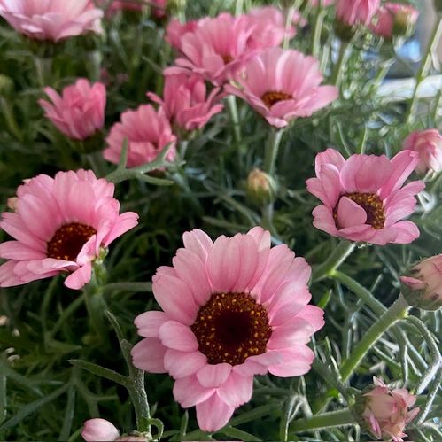 RHODANTHEMUM MAROCK MARG.PINK K:13CM x8