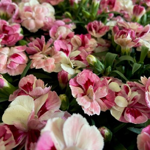 DIANTHUS PINK & PROUD DUBBEL K:10,5CM x12