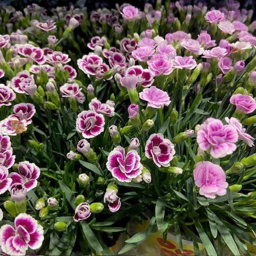DIANTHUS LUCKY LIPS K:10,5CM x15