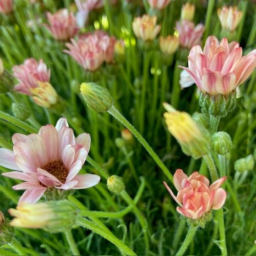 RHODANTHEMUM MAROCKANSK MARG.ORANGE x8