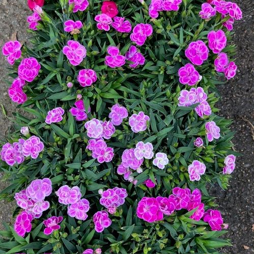 DIANTHUS PEMAN MIX K:12CM x8
