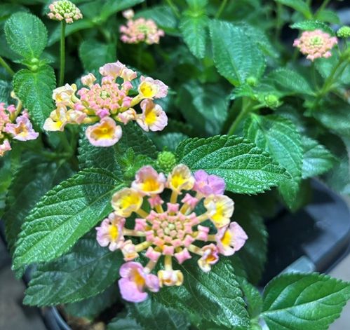 LANTANA ROSA DK K:12CM x8