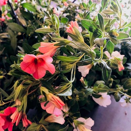 PETUNIA AMPEL MILLION BELLS K:27CM