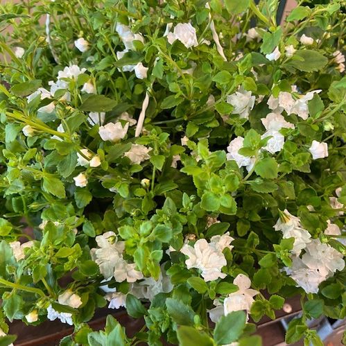 BACOPA AMPEL K:27CM x2