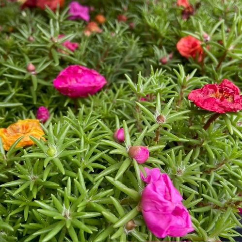 PORTULACA K:12CM x8