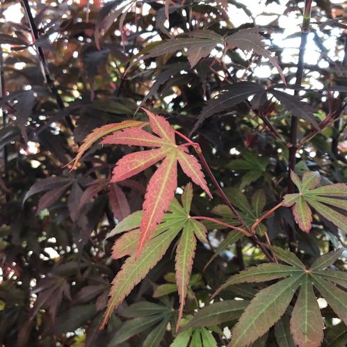 ACER PALMATUM BLODLÖNN K:15CM H:45-50CM x6