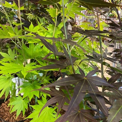 ACER PALMATUM BLODLÖNN K:19CM H:70-80CM
