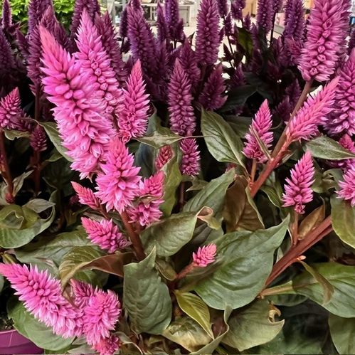 CELOSIA MERIDA/WILD PINK K:12CM x6