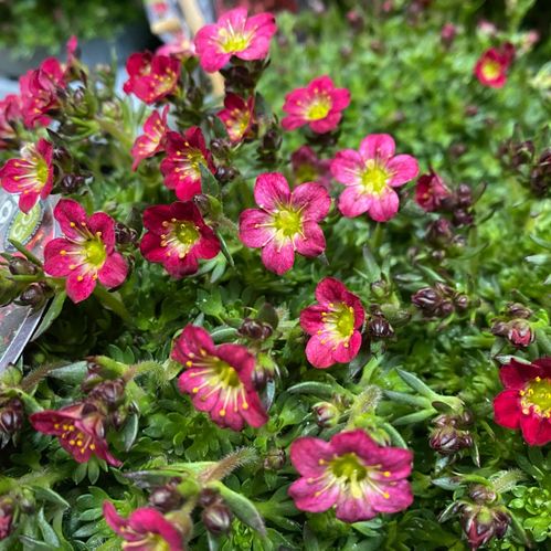 SAXIFRAGA ROSA x12