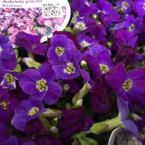 AUBRETIA BLÅ K:12CM x10