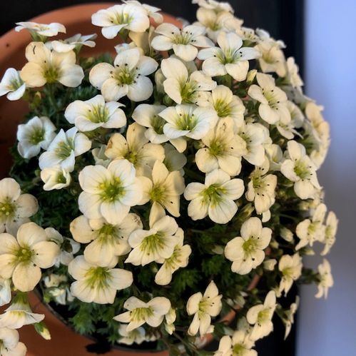 SAXIFRAGA VIT/LIME x12