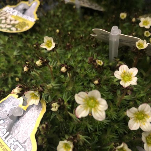 SAXIFRAGA VIT x10