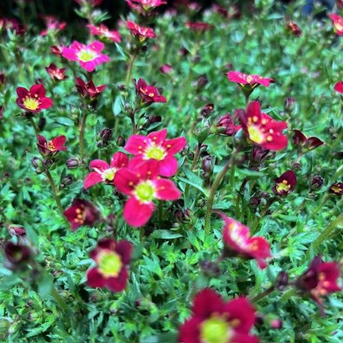SAXIFRAGA RÖD x8