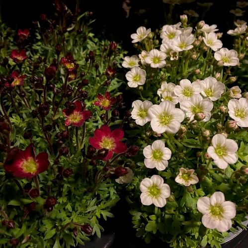 SAXIFRAGA MIX x10