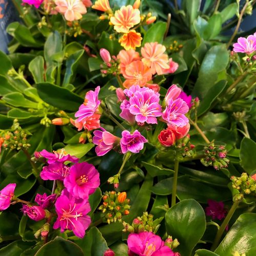 LEWISIA MIX K:10,5CM x12