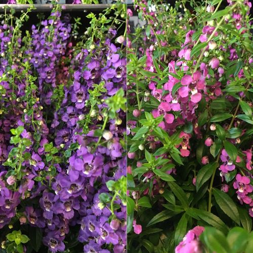ANGELONIA K:12CM x8