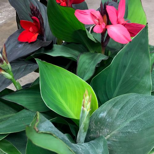CANNA MIX K:17CM x6