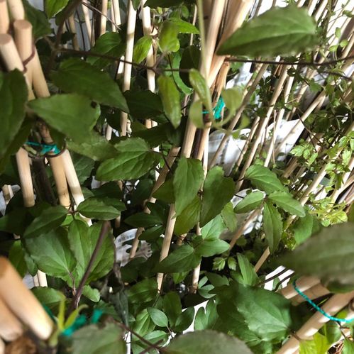 CLEMATIS MIX x10
