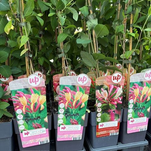 LONICERA KAPRIFOL MIX K:15CM x10