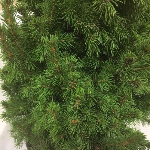 PICEA GLAUCA GRAN K:13CM x8