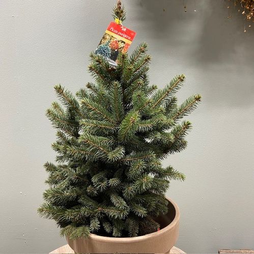 PICEA PUNGENS SUPER BLUE K:24CM H:80-90