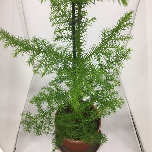ARAUCARIA K:17CM LÅG x6