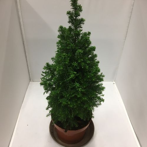 EN CHAMAECYPARIS TOP POINT K:9CM x18