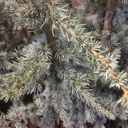 CEDER GLAUCA K:23CM 120-140CM