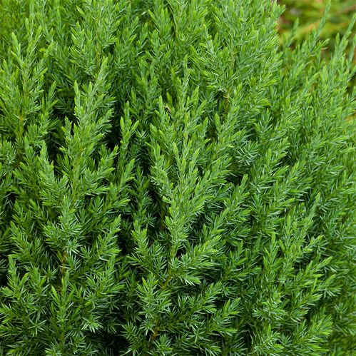 EN JUNIPERUS STRICTA K:13CM x10