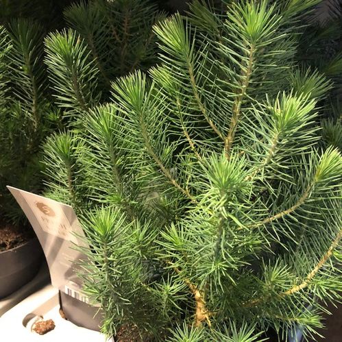PINUS PINEA SILVER CREST K:17CM x6