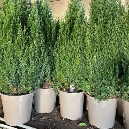 EN JUNIPERUS STRICTA K:24CM H:80-90CM