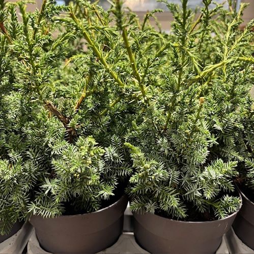 EN JUNIPERUS BLUE ALPS K:14CM x8