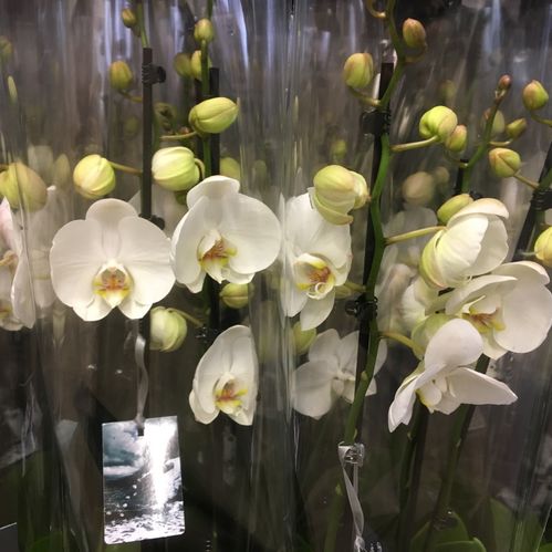 PHALAENOPSIS 4-STJ VIT x10