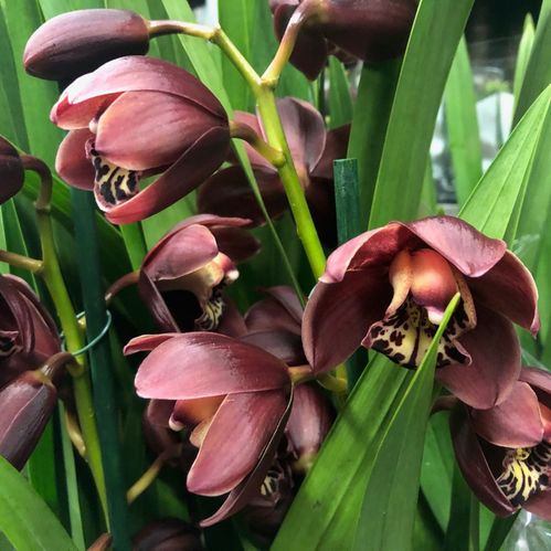 CYMBIDIUM RÖD 4-GR K:12CM x4