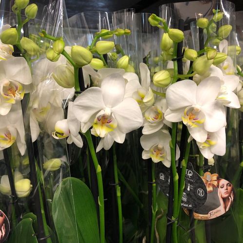 PHALAENOPSIS 5-STJ VIT x6