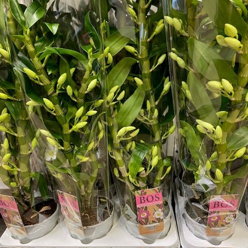 ORKIDEE DENDROBIUM 4-STJ VIT x6