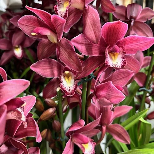 CYMBIDIUM ROSA 2-GR K:12CM x6