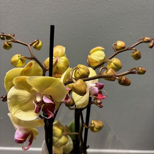PHALAENOPSIS 4-STJ DESERT BREEZE GUL x6