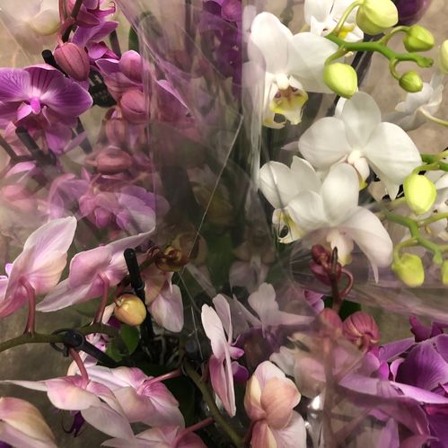 PHALAENOPSIS 3-STJ MIX x6