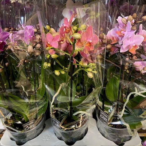 PHALAENOPSIS MULTIFL BOUQETTO 3-5 STJ x6