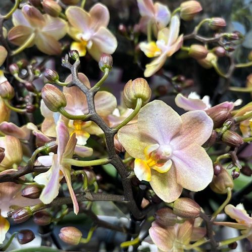 PHALAENOPSIS 3-STJ ORANGE AROMIO x6